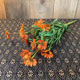 Burnt Orange Daisy Bush