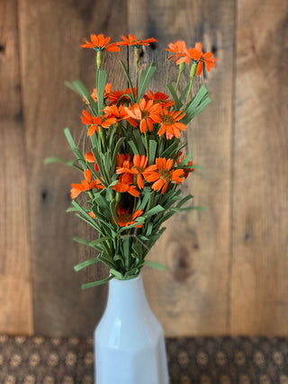 Orange Daisy Bush